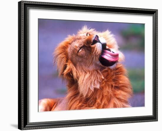 Male African Lion Grooming, Tanzania-David Northcott-Framed Photographic Print