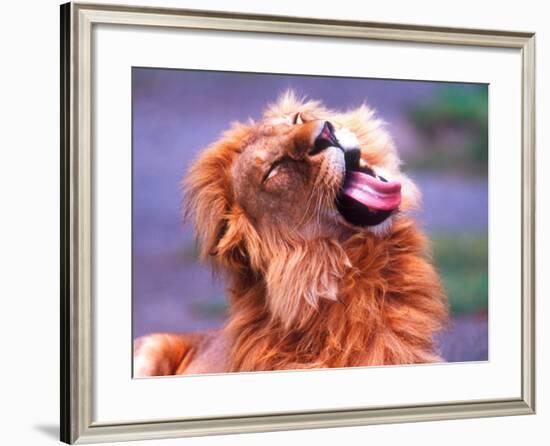 Male African Lion Grooming, Tanzania-David Northcott-Framed Photographic Print