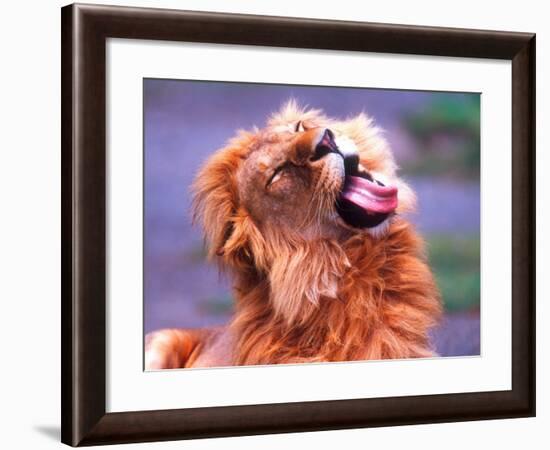 Male African Lion Grooming, Tanzania-David Northcott-Framed Photographic Print