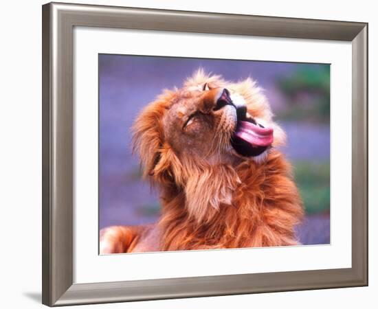Male African Lion Grooming, Tanzania-David Northcott-Framed Photographic Print