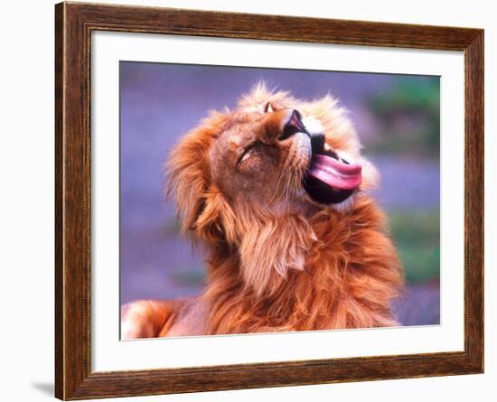 Male African Lion Grooming, Tanzania-David Northcott-Framed Photographic Print