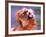 Male African Lion Grooming, Tanzania-David Northcott-Framed Photographic Print