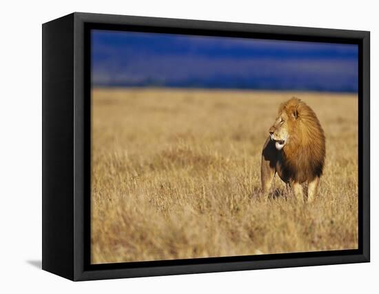 Male African Lion on Savanna-Joe McDonald-Framed Premier Image Canvas