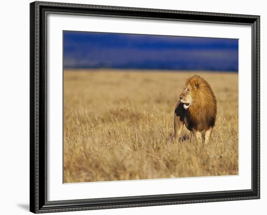 Male African Lion on Savanna-Joe McDonald-Framed Photographic Print