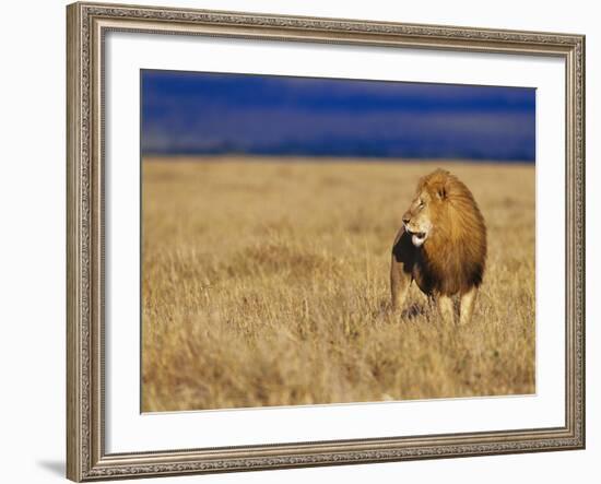 Male African Lion on Savanna-Joe McDonald-Framed Photographic Print