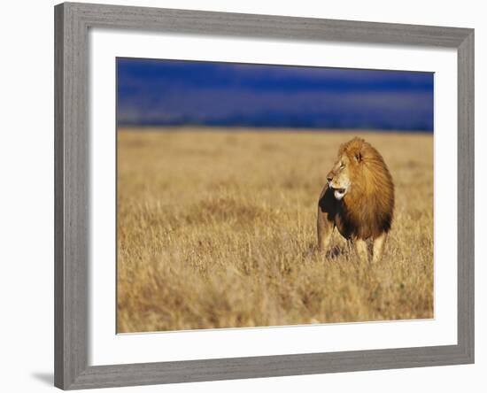 Male African Lion on Savanna-Joe McDonald-Framed Photographic Print