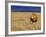 Male African Lion on Savanna-Joe McDonald-Framed Photographic Print