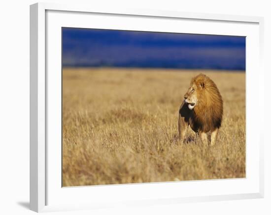 Male African Lion on Savanna-Joe McDonald-Framed Photographic Print