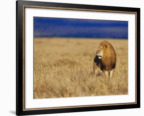 Male African Lion on Savanna-Joe McDonald-Framed Photographic Print