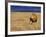 Male African Lion on Savanna-Joe McDonald-Framed Photographic Print