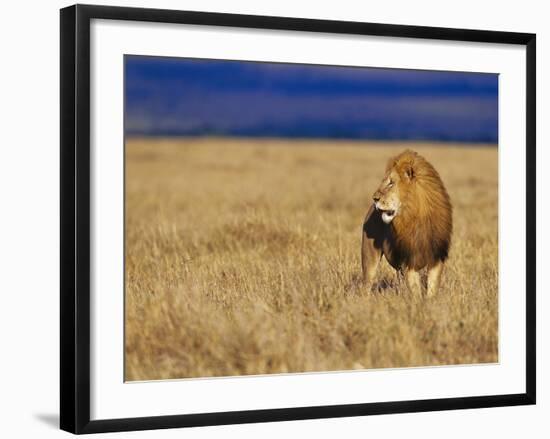 Male African Lion on Savanna-Joe McDonald-Framed Photographic Print