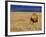 Male African Lion on Savanna-Joe McDonald-Framed Photographic Print