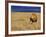 Male African Lion on Savanna-Joe McDonald-Framed Photographic Print