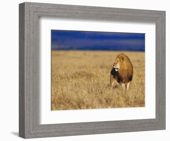 Male African Lion on Savanna-Joe McDonald-Framed Photographic Print