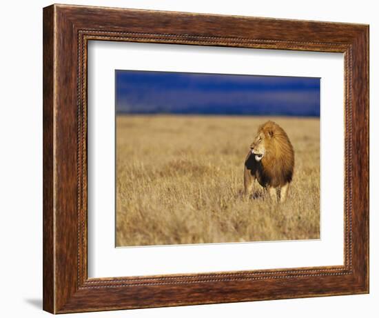 Male African Lion on Savanna-Joe McDonald-Framed Photographic Print