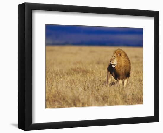 Male African Lion on Savanna-Joe McDonald-Framed Photographic Print