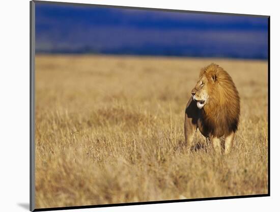 Male African Lion on Savanna-Joe McDonald-Mounted Photographic Print