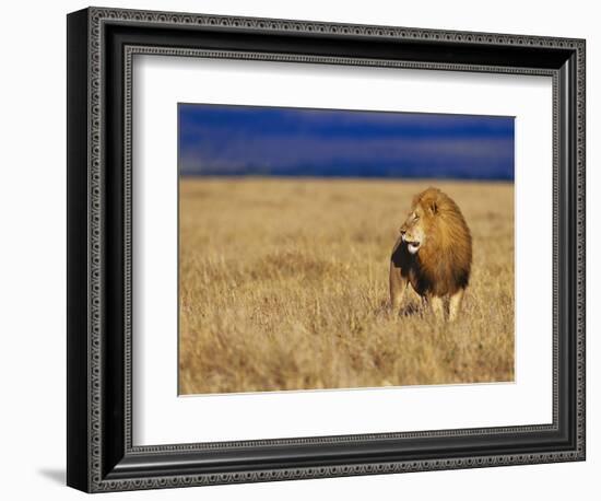 Male African Lion on Savanna-Joe McDonald-Framed Photographic Print
