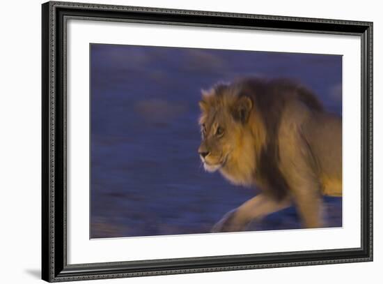 Male African Lion (Panthera Leo) At Night, Kalahari Desert, Botswana-Juan Carlos Munoz-Framed Photographic Print