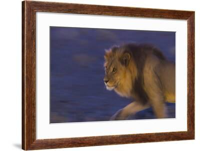 kalahari royal birds eye suite