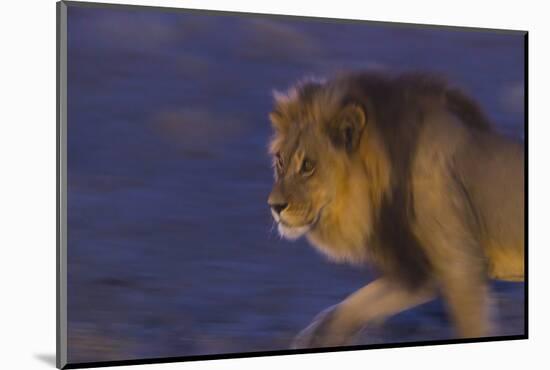 Male African Lion (Panthera Leo) At Night, Kalahari Desert, Botswana-Juan Carlos Munoz-Mounted Photographic Print