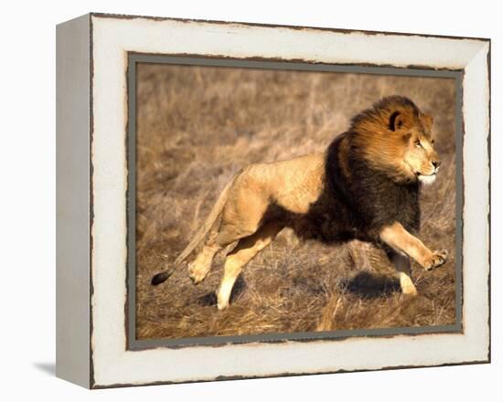 Male African Lion Running, Native to Africa-David Northcott-Framed Premier Image Canvas