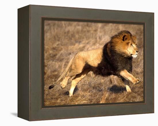 Male African Lion Running, Native to Africa-David Northcott-Framed Premier Image Canvas