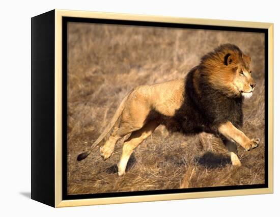 Male African Lion Running, Native to Africa-David Northcott-Framed Premier Image Canvas