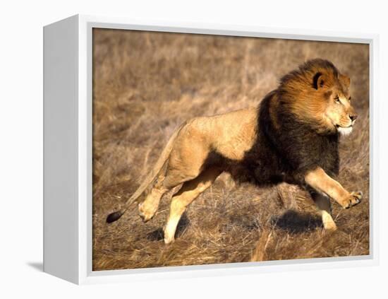 Male African Lion Running, Native to Africa-David Northcott-Framed Premier Image Canvas