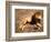 Male African Lion Running, Native to Africa-David Northcott-Framed Photographic Print