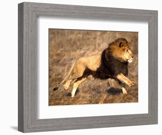 Male African Lion Running, Native to Africa-David Northcott-Framed Photographic Print