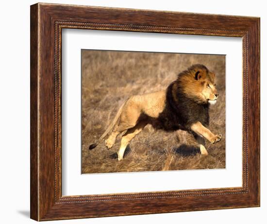 Male African Lion Running, Native to Africa-David Northcott-Framed Photographic Print