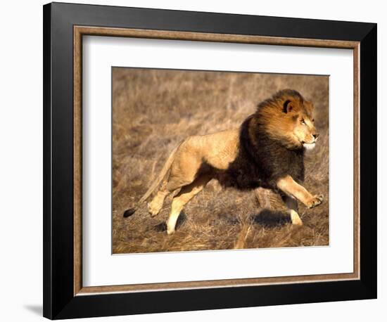 Male African Lion Running, Native to Africa-David Northcott-Framed Photographic Print