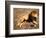 Male African Lion Running, Native to Africa-David Northcott-Framed Photographic Print