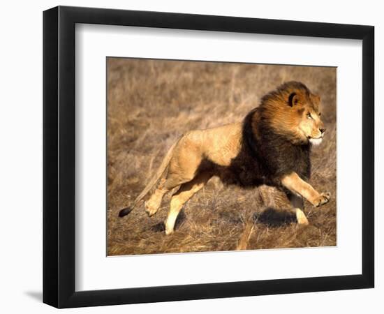 Male African Lion Running, Native to Africa-David Northcott-Framed Photographic Print