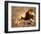 Male African Lion Running, Native to Africa-David Northcott-Framed Photographic Print