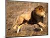 Male African Lion Running, Native to Africa-David Northcott-Mounted Photographic Print