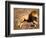 Male African Lion Running, Native to Africa-David Northcott-Framed Photographic Print