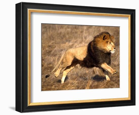 Male African Lion Running, Native to Africa-David Northcott-Framed Photographic Print