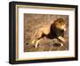 Male African Lion Running, Native to Africa-David Northcott-Framed Photographic Print