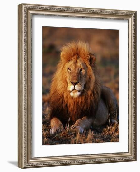 Male African Lion-Joe McDonald-Framed Photographic Print