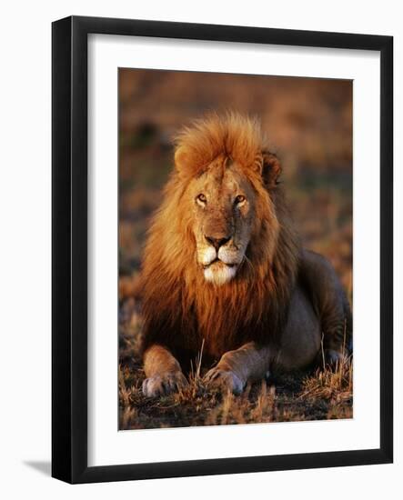 Male African Lion-Joe McDonald-Framed Photographic Print