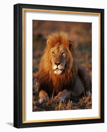 Male African Lion-Joe McDonald-Framed Photographic Print