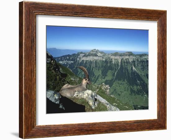 Male Alpine Ibex, View of Sigriswiler Rothorn, Niederhorn, Switzerland-Rolf Nussbaumer-Framed Photographic Print