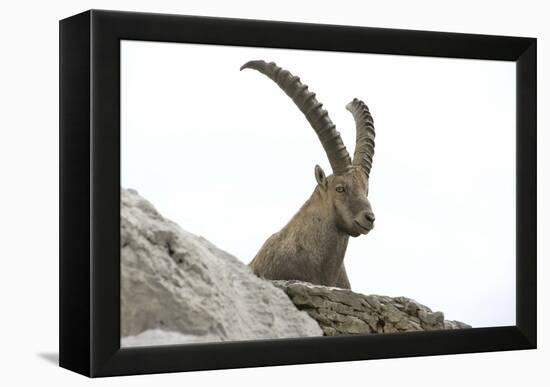 Male Alpine Ibex-Dr. Juerg Alean-Framed Premier Image Canvas