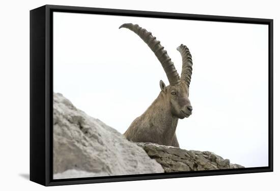 Male Alpine Ibex-Dr. Juerg Alean-Framed Premier Image Canvas