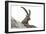 Male Alpine Ibex-Dr. Juerg Alean-Framed Photographic Print