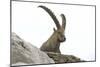 Male Alpine Ibex-Dr. Juerg Alean-Mounted Photographic Print