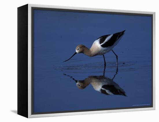 Male American Avocet in Saltwater Pool, Antelope Island State Park, Great Salt Lake, Utah, USA-Jerry & Marcy Monkman-Framed Premier Image Canvas