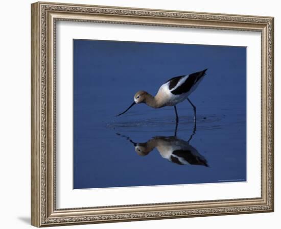 Male American Avocet in Saltwater Pool, Antelope Island State Park, Great Salt Lake, Utah, USA-Jerry & Marcy Monkman-Framed Photographic Print